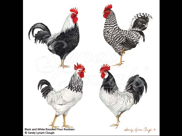 Black and White Rooster Four Roosters
